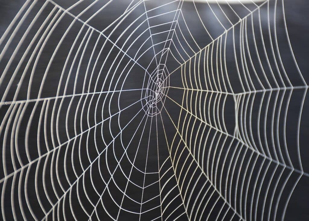cobweb, spider, nature