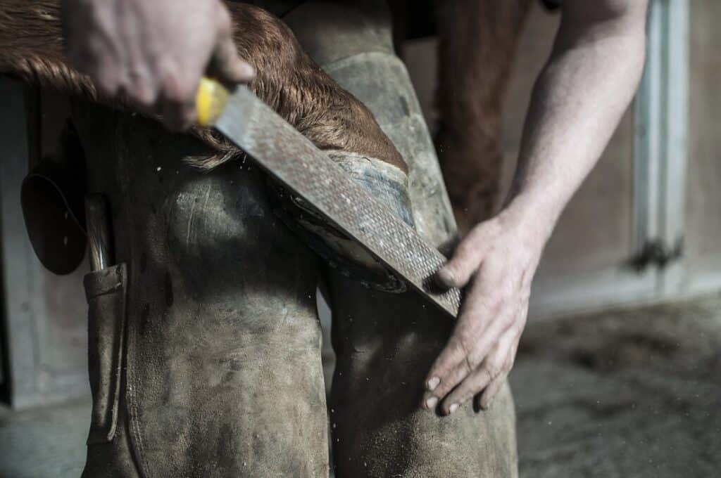 farrier, horse, hooves