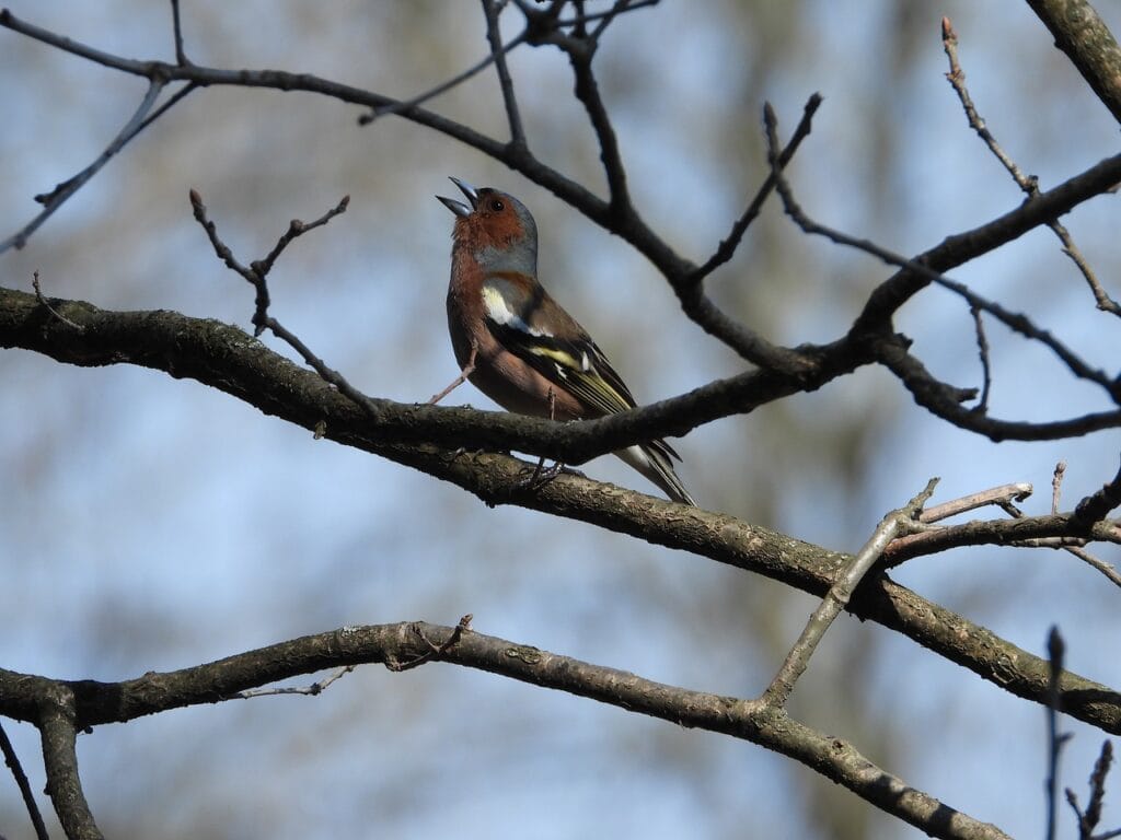 chaffinch, bird, branch