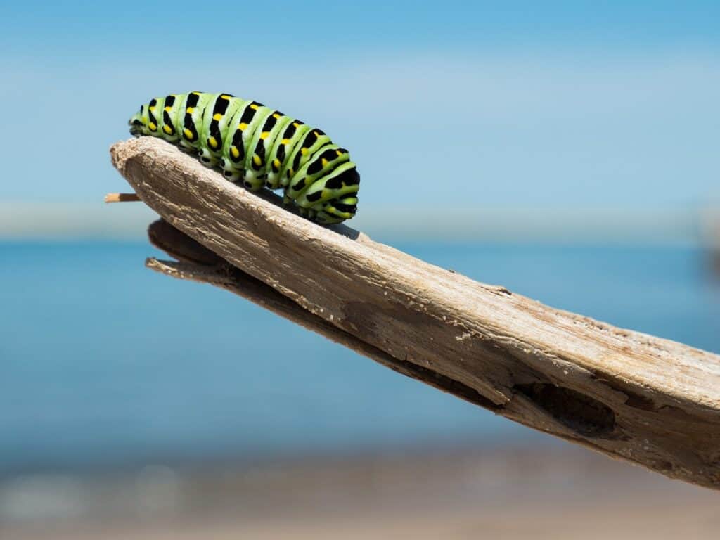 caterpillar, branch, larva