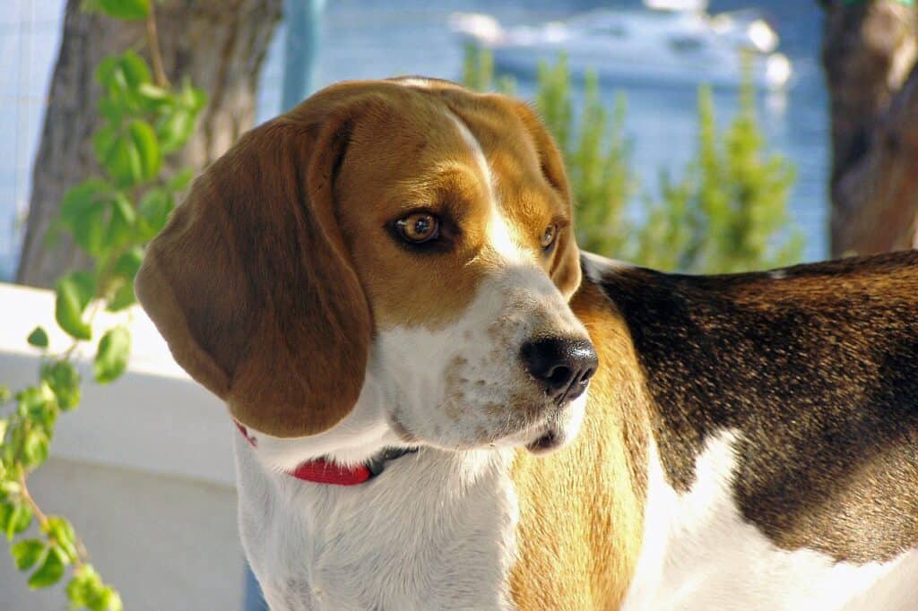 beagle dog nose 1796436