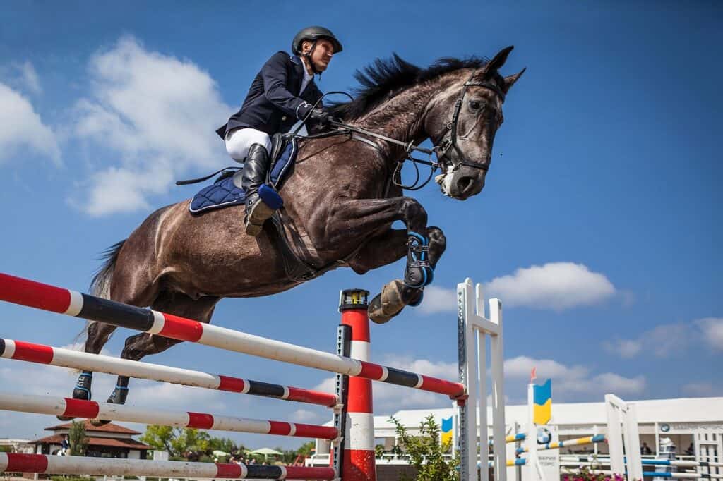 horse, rider, show jumping-2944967.jpg