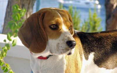 beagle, dog, nose-1796436.jpg