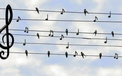 birds, swifts, singing