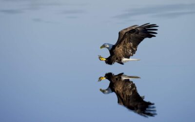 eagle, flight, water