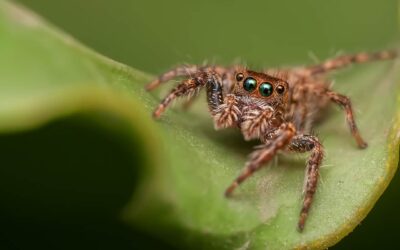 jumping spider, spider, arachnid-1153974.jpg