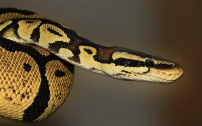 snake, python, animal-419043.jpg