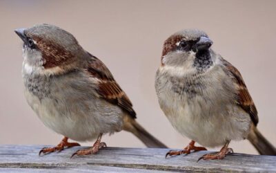 sparrows, two, birds-2763553.jpg