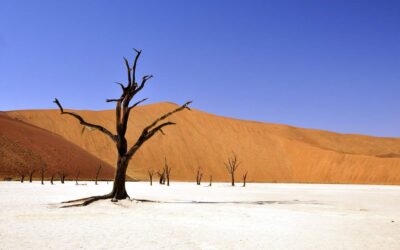 tree, desert, namibia-64311.jpg